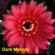 Dark Melody.4.1.jpg 